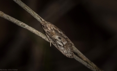 Acantholena siccella