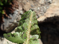Polystichum scopulinum