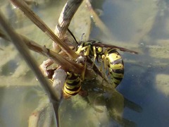 Vespula sulphurea