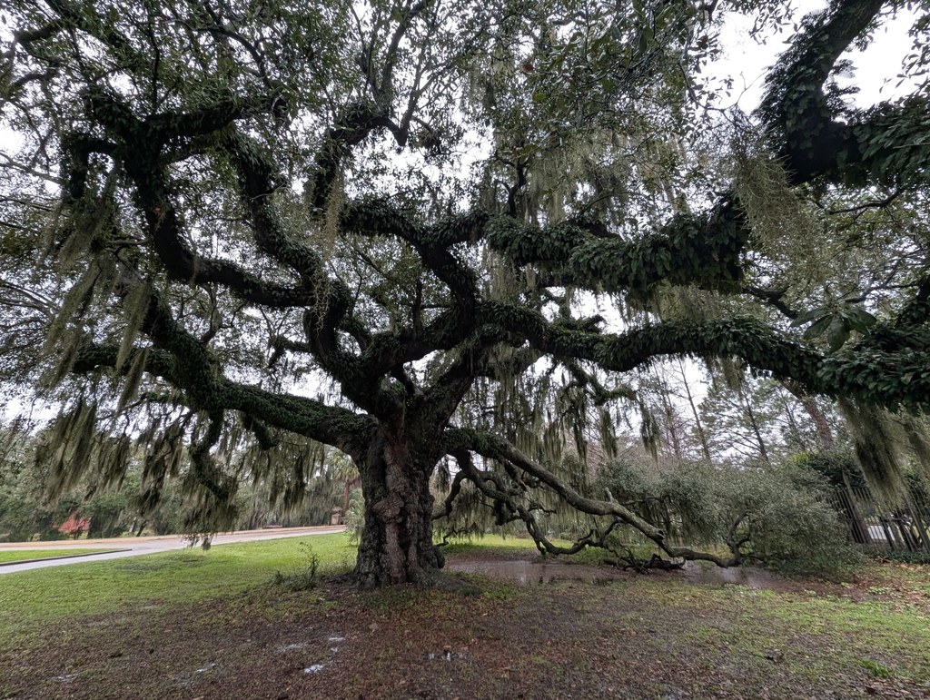 The Dueling Oak