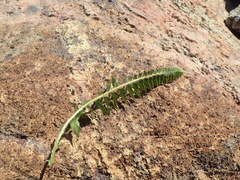Polystichum scopulinum