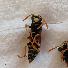 Polistes mongolicus
