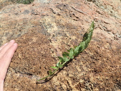 Polystichum scopulinum