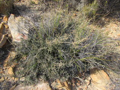 Macrostylis squarrosa