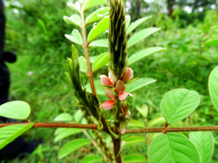 Indigofera astragalina