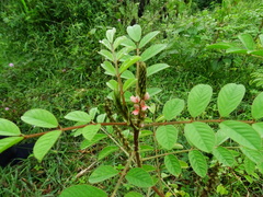 Indigofera astragalina