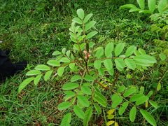 Indigofera astragalina