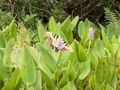 Papilio glaucus image