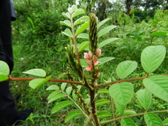 Indigofera astragalina