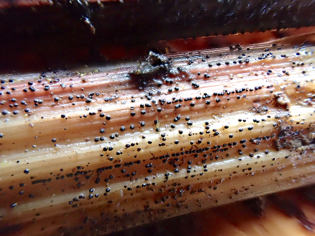 Calophoma complanata