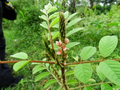 Indigofera astragalina