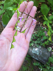 Hylodesmum