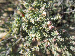 Macrostylis squarrosa