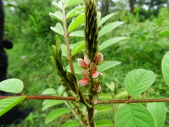 Indigofera astragalina
