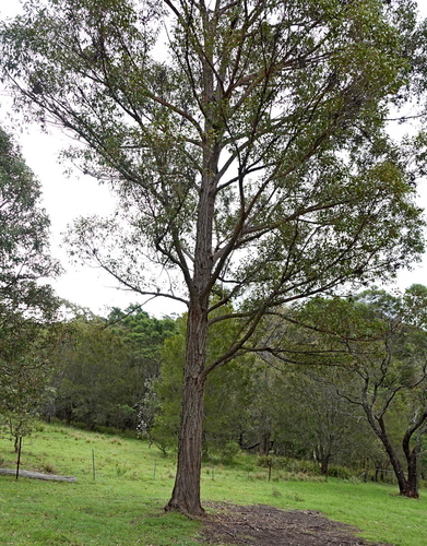 White Stringybark (Eucalyptus globoidea)