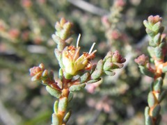 Macrostylis squarrosa