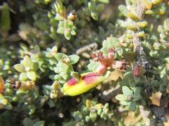 Macrostylis squarrosa