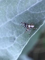 Metaphidippus