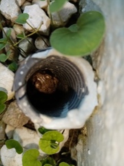 Bufotes viridis
