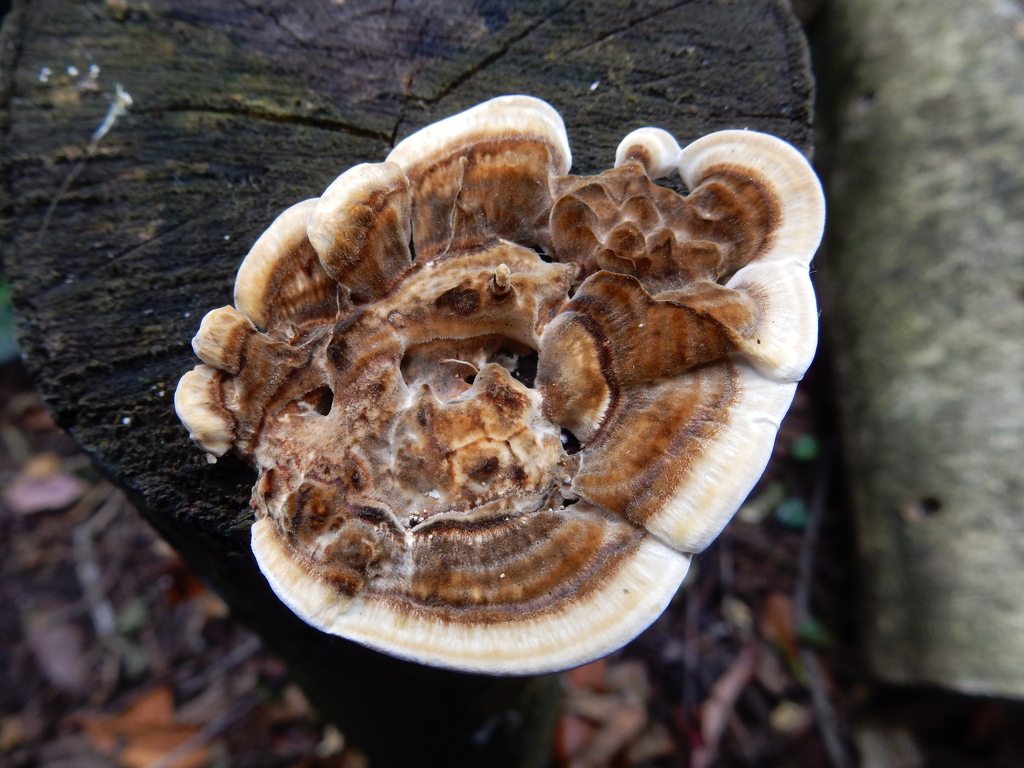 Trametes versicolor · February 2025 · photo: © rayjackson (iNaturalist, cc-by)