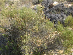 Dicerothamnus adpressus