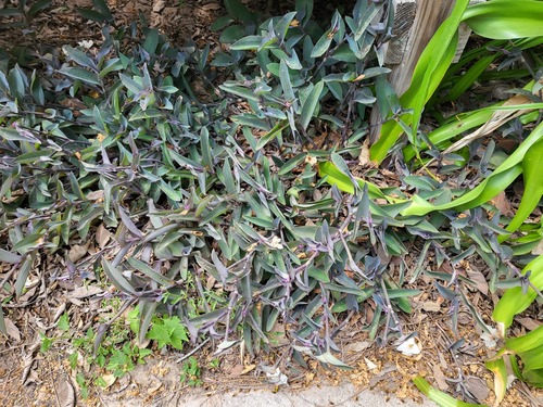 Tradescantia pallida