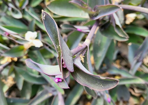 Tradescantia pallida