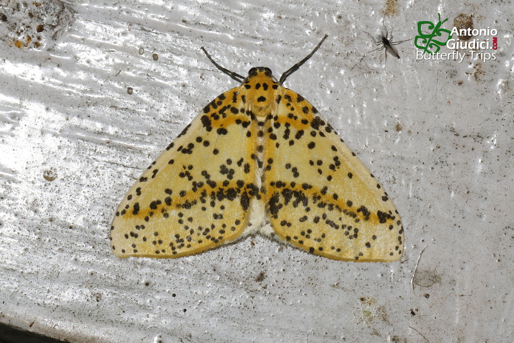Abraxas irrorata
