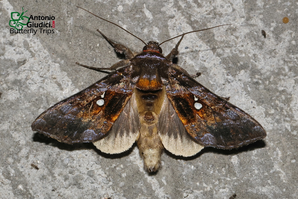 Loboplusia