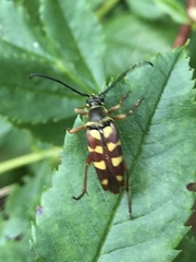 Typocerus velutinus