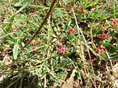Indigofera linnaei