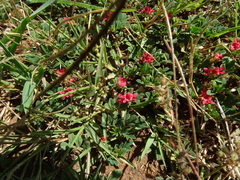 Indigofera linnaei