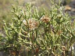 Dicerothamnus adpressus