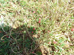Indigofera linnaei