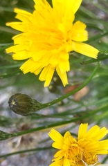 Scorzoneroides autumnalis