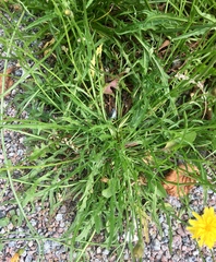 Scorzoneroides autumnalis