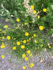 Scorzoneroides autumnalis