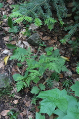 Osmorhiza aristata