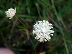 Astrantia minor