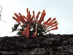 Pyrostegia