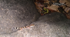 Hemidactylus maculatus