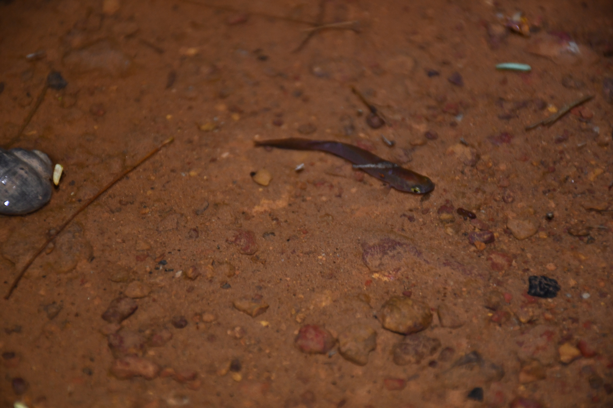 Longfin Killie photo 5