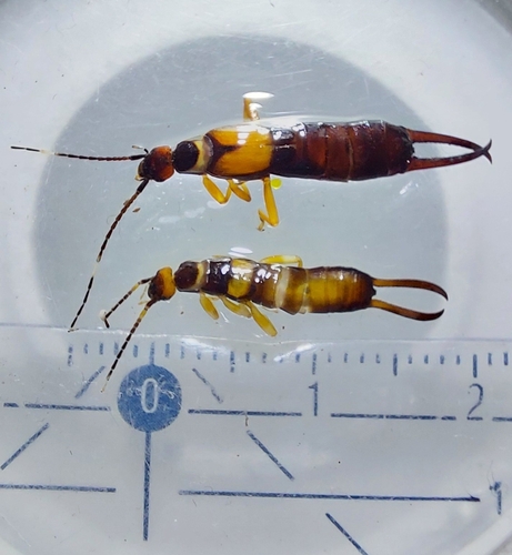 Chelisoches flavipennis