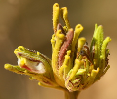 Cordylanthus rigidus rigidus