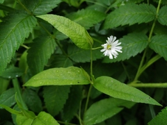 Stellaria radians