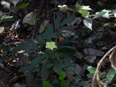 Camonea vitifolia