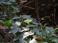 Camonea vitifolia