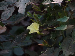 Camonea vitifolia