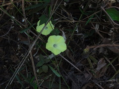 Camonea vitifolia