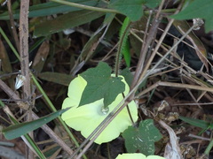 Camonea vitifolia